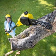 Reliable Rose Hills, CA Tree Services Solutions