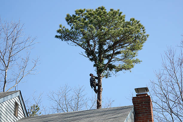 How Our Tree Care Process Works  in  Rose Hills, CA